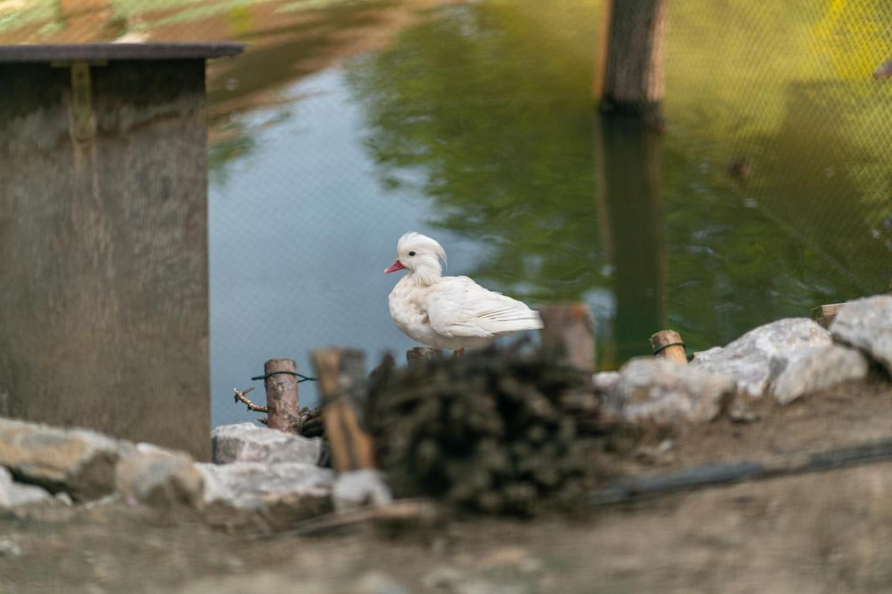 Zagroda Nad Kotelnia Pawlowa Kültér fotó